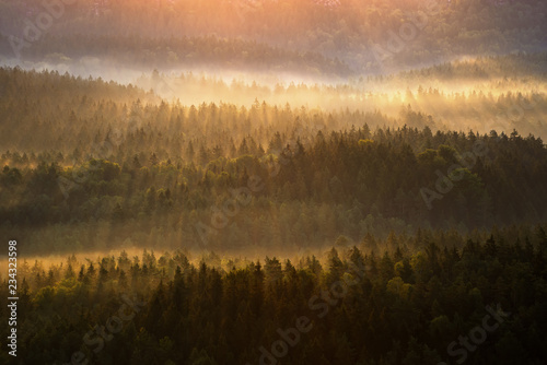 Beautiful foggy forest during autumn sunrise, Saxon Switzerland, Germany