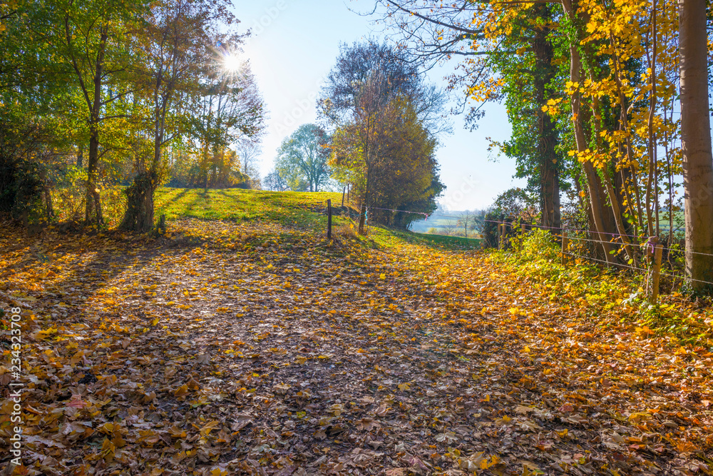 Path in a rural hilly landscape in fall colors in sunlight in autumn