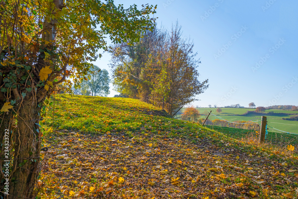 Naklejka premium Path in a rural hilly landscape in fall colors in sunlight in autumn