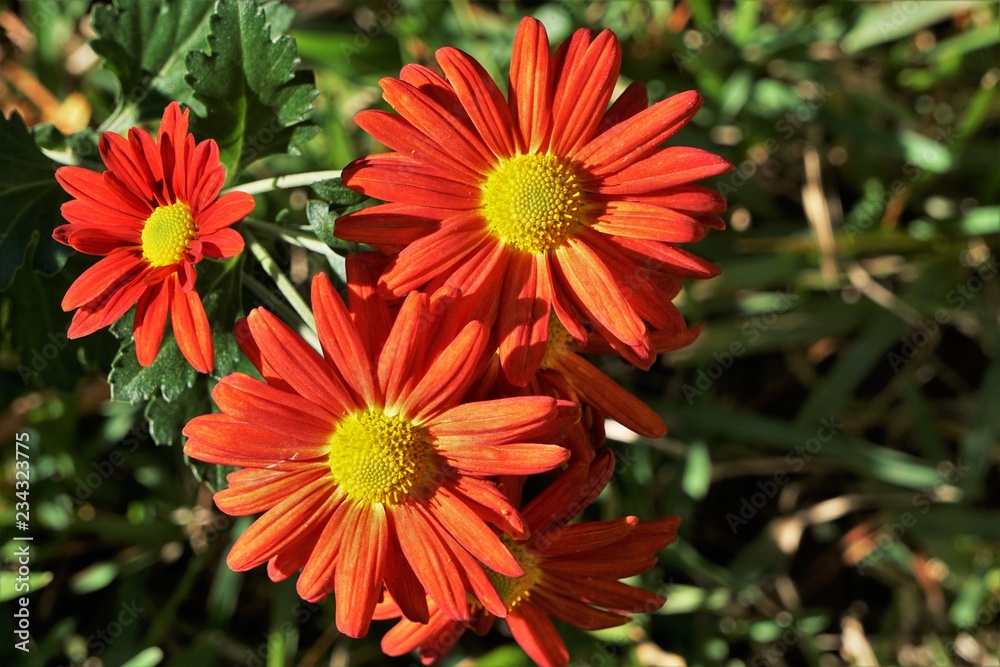 Closeup orange Crysanthemum (Mums) flower blooming in the garden with green leaves as the background, Autumn in Georgia USA. Closeup orange Crysanthemum (Mums) flower blooming in the garden with green leaves as the background, Autumn in Georgia USA.