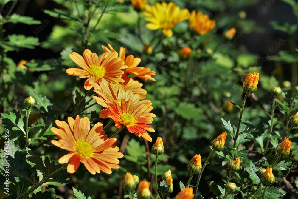 Orange Crysanthemum flower and buds blooming in the garden on a sunny day, Autumn in Georgia USA. Orange Crysanthemum flower and buds blooming in the garden on a sunny day, Autumn in Georgia USA.