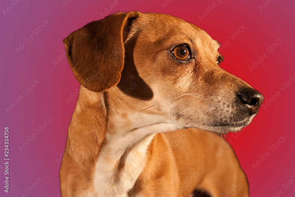 beautiful dog with magnetic eyes beautiful dog with magnetic eyes