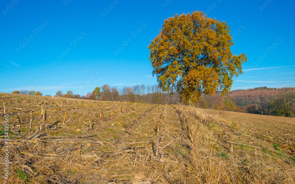 Fototapeta premium Rural hilly landscape in fall colors in sunlight in autumn