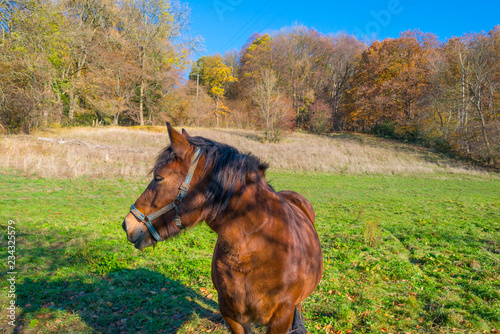 Horse in a green meadow on a hill in sunlight at fall
