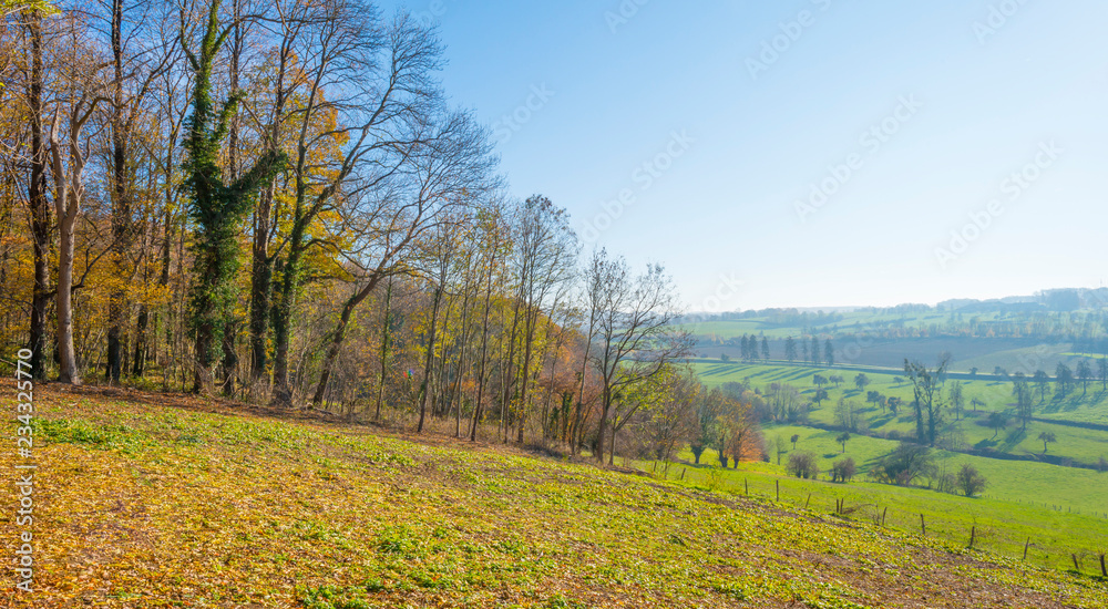 Naklejka premium Rural hilly landscape in fall colors in sunlight in autumn
