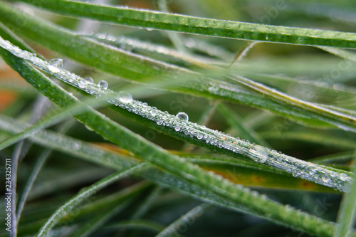 Frozen water drops on grass.