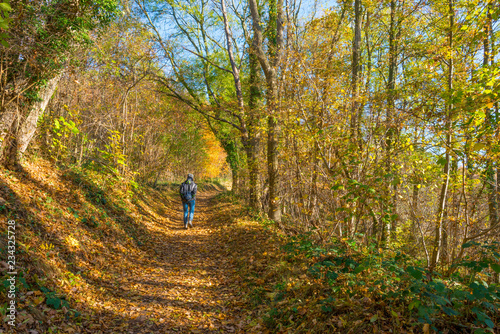 Path in a forest in fall colors in sunlight in autumn