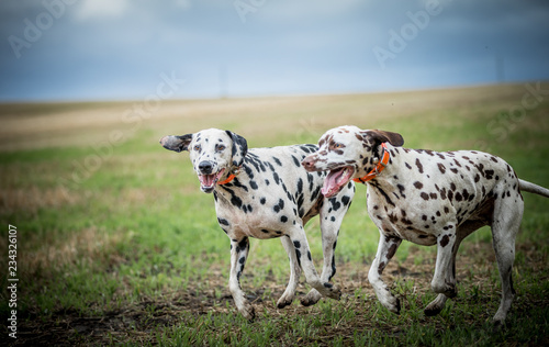 The Dalmatian