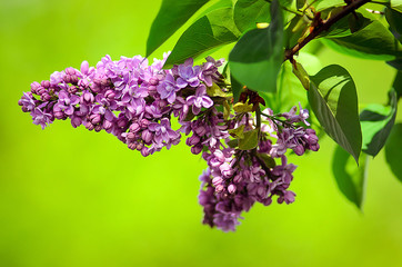 Papier peint photo Lilas Lilas violet fleuri en mai  © kajani