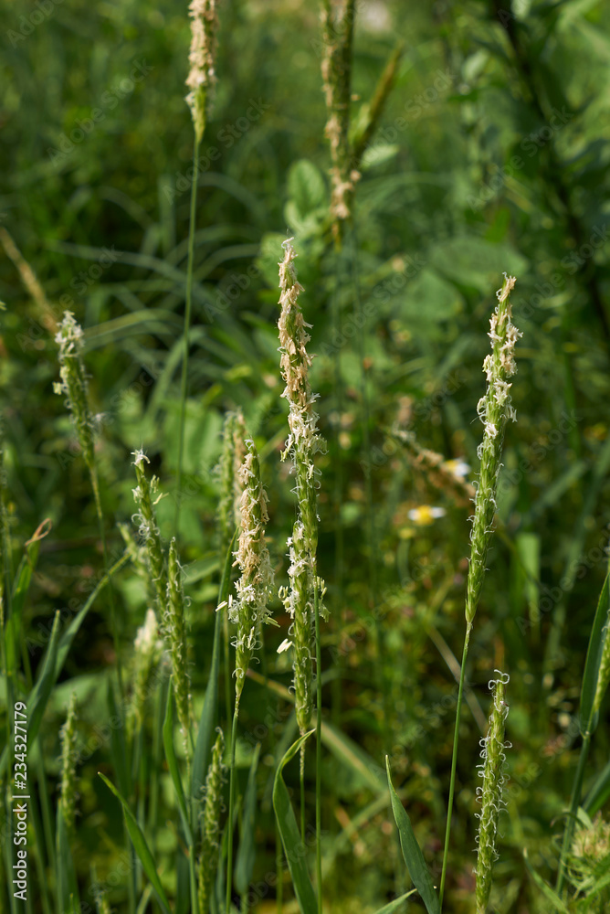 Alopecurus myosuroides Alopecurus myosuroides
