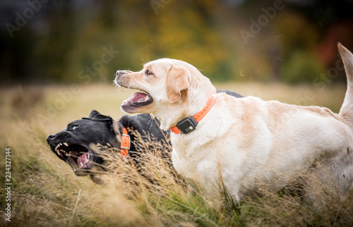 Fototapeta Naklejka Na Ścianę i Meble -  The Labrador