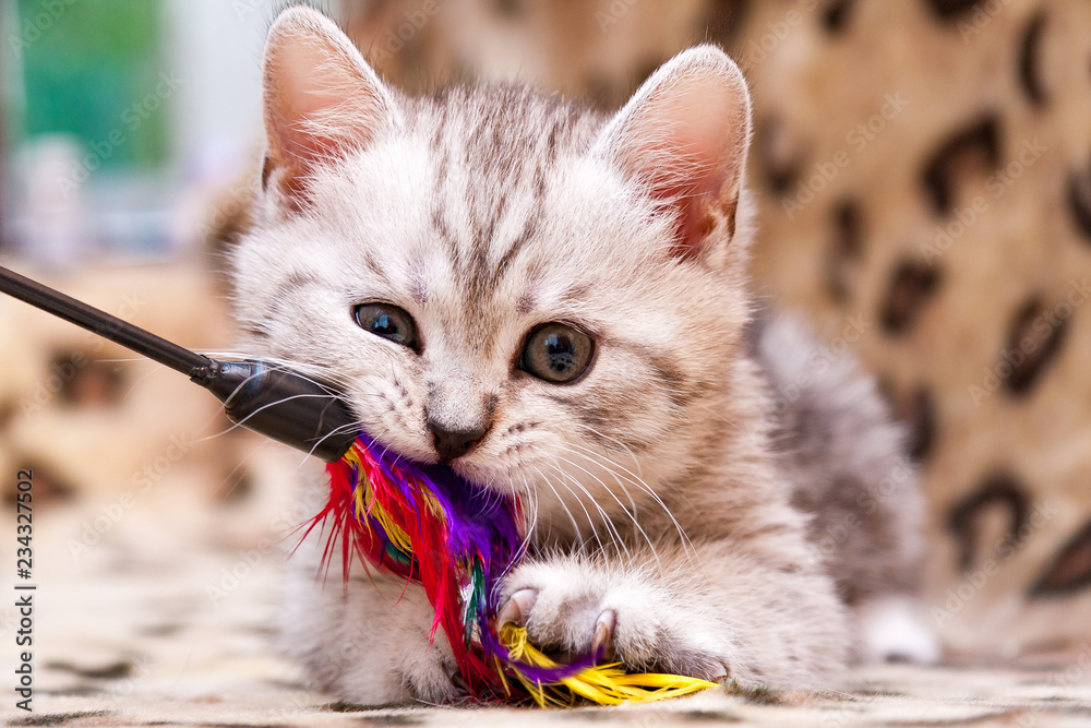 Naklejka premium Kociak gra z różdżką z piór - mały brytyjski kotek szary biały kolor żuje zabawkę kota patrząc na zbliżenie kamery