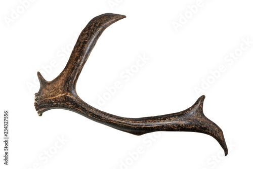 Brown deer horn isolated/ Brown deer horn isolated on white background