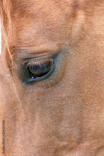 A close up view of the side of a horses face