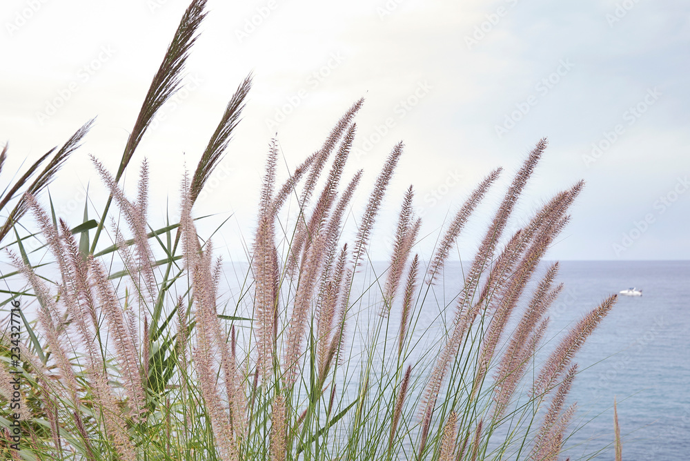 Pennisetum setaceum