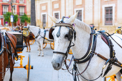 draft horse of traditional horse carriages in Seville, Spain