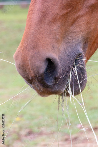 The Front Of A Horses Mouth © Kendal