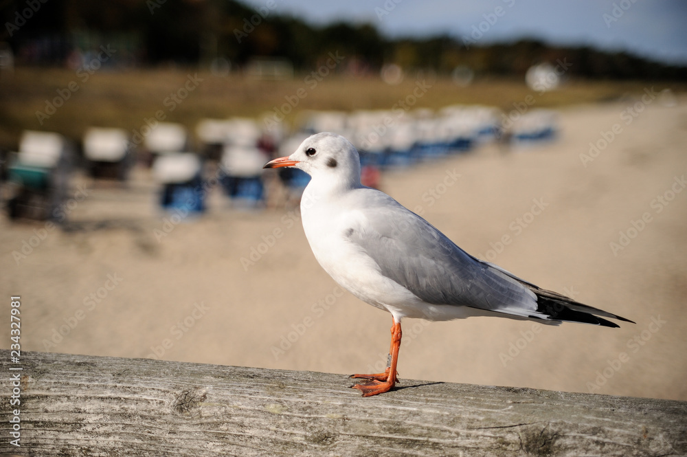 Fototapeta premium Europa, Deutschland, Mecklenburg-Vorpommern, Landkreis Vorpommern-Rügen, Göhren, Möwe auf der Seebrücke