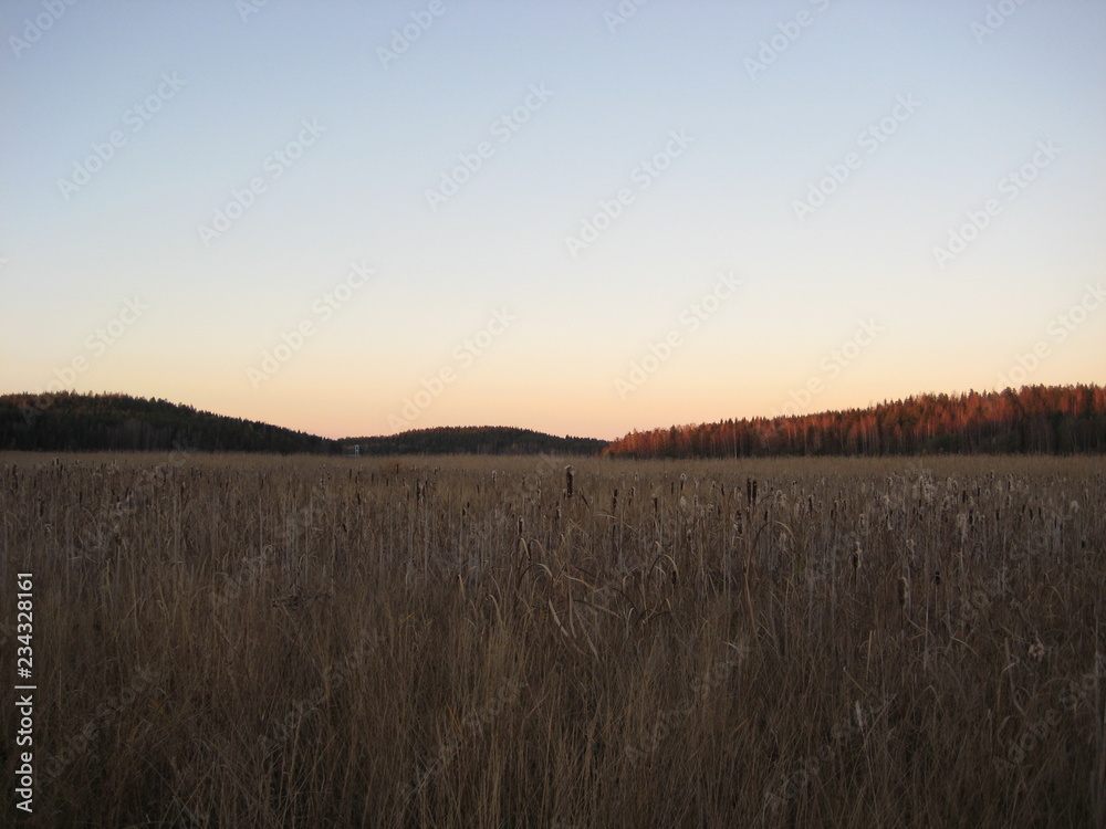 sunset over the reed sunset over the reed