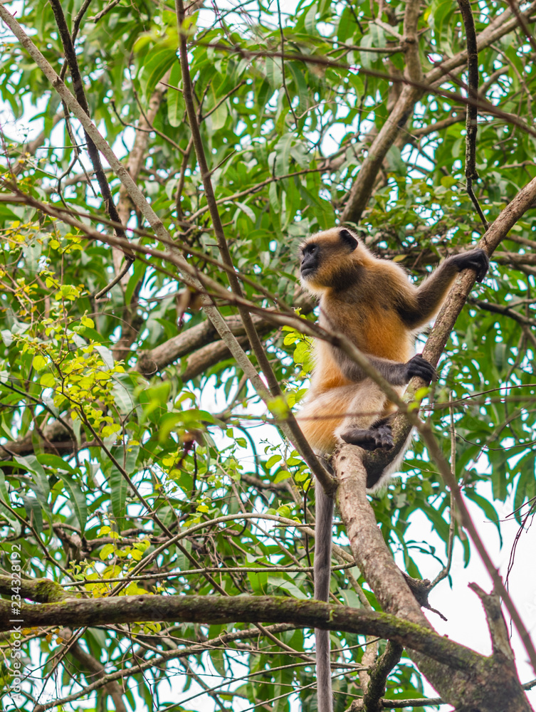 Gray or Hanuman langur (Presbytis entellus) in India Gray or Hanuman langur (Presbytis entellus) in India