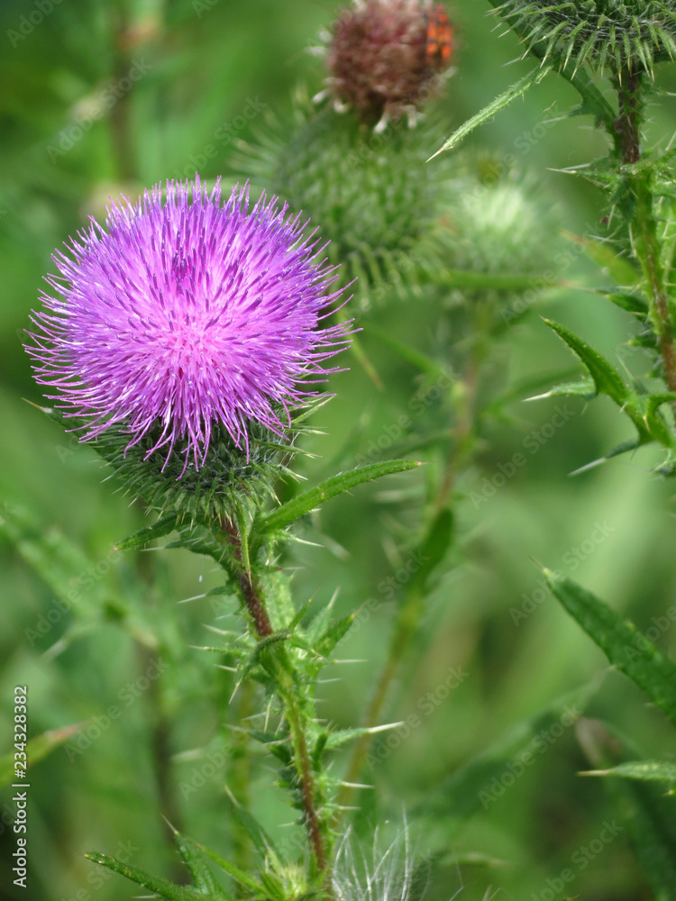 flower of thistle flower of thistle