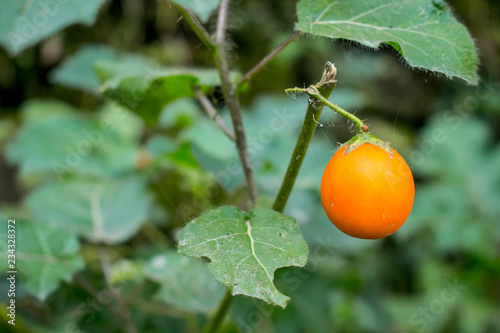 Una fruta silvestre. photo