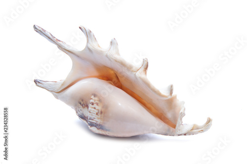 Sea shell on white background. Side view