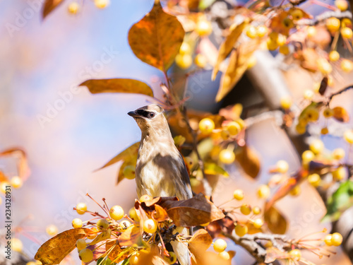 Juvenile Cedar waxwing
