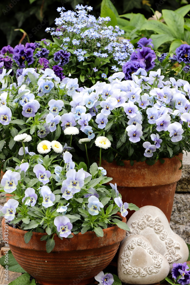 viola flowers in blue and purple in pots