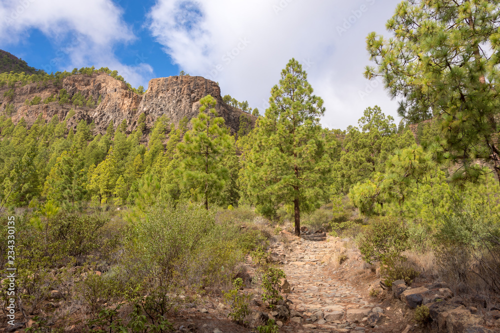 Pines and mountains in Gran Canaria