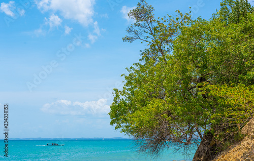 tree on the beach © Gabriele