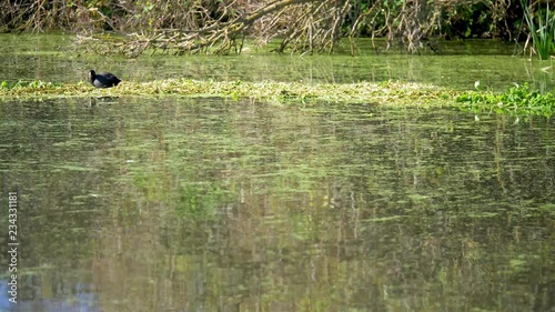 English Moorhen feeding on calm pond