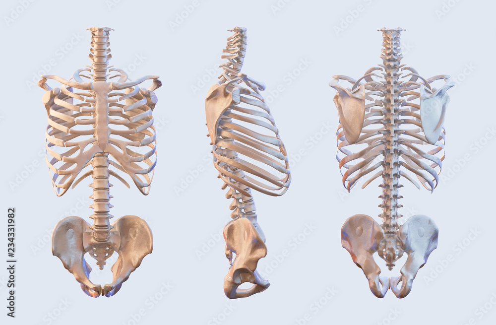 Human skeleton vertebrae anatomy. Spine, vertebral, rib cage, hip, sacrum  bones, lateral and anterior view. 3D illustration Stock Illustration |  Adobe Stock