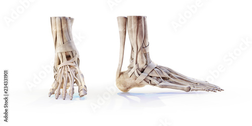 Human foot skeleton bones isolated on white, lateral and anterior projection. Educational anatomy medical illustration. 3D illustration	 photo