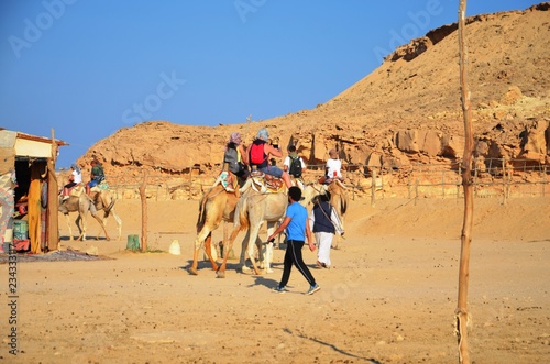 Dromadaires dans le désert du Sud-est de l’Egypte © virginievanos