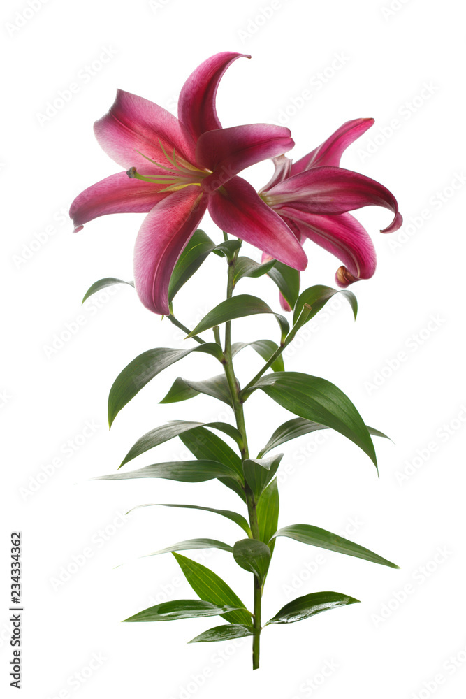 Branch dark red lily flower isolated on white background.