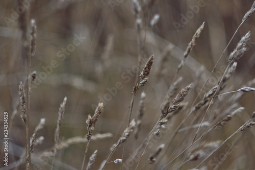 dry meadow grass in the wind