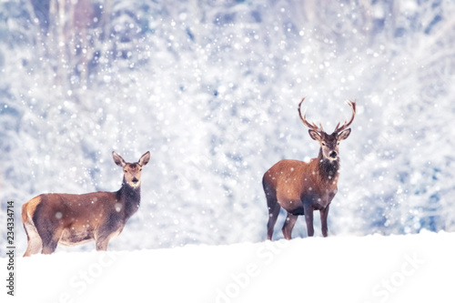  Beautiful male and female noble deer in the snowy white forest. Artistic Christmas winter image. Winter wonderland.