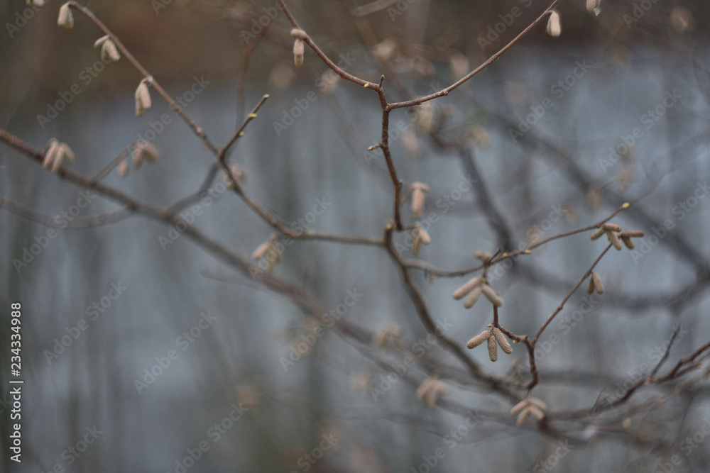 branch of a tree in winter branch of a tree in winter