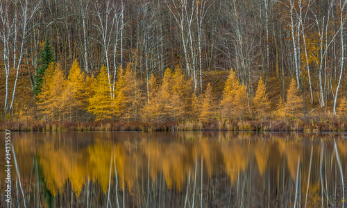 Fall panorama of golden tamaracks and barren white birch trees reflected in a still pond in northern Minnesota in the United States of America.