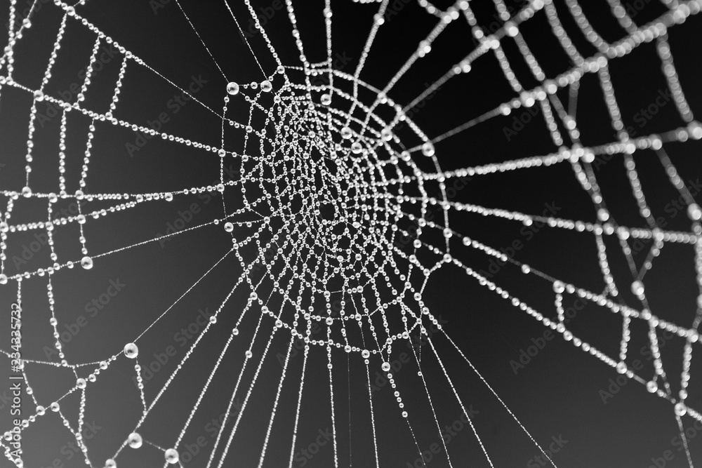 Black and white closeup image of a spider web covered in dew