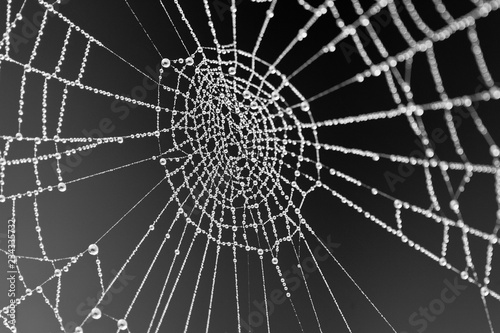 Black and white closeup image of a spider web covered in dew