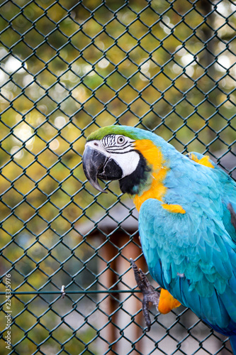 Portrait eines Gelbrustara, Ararauna, Papagai 