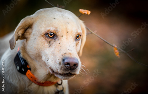 The Labrador