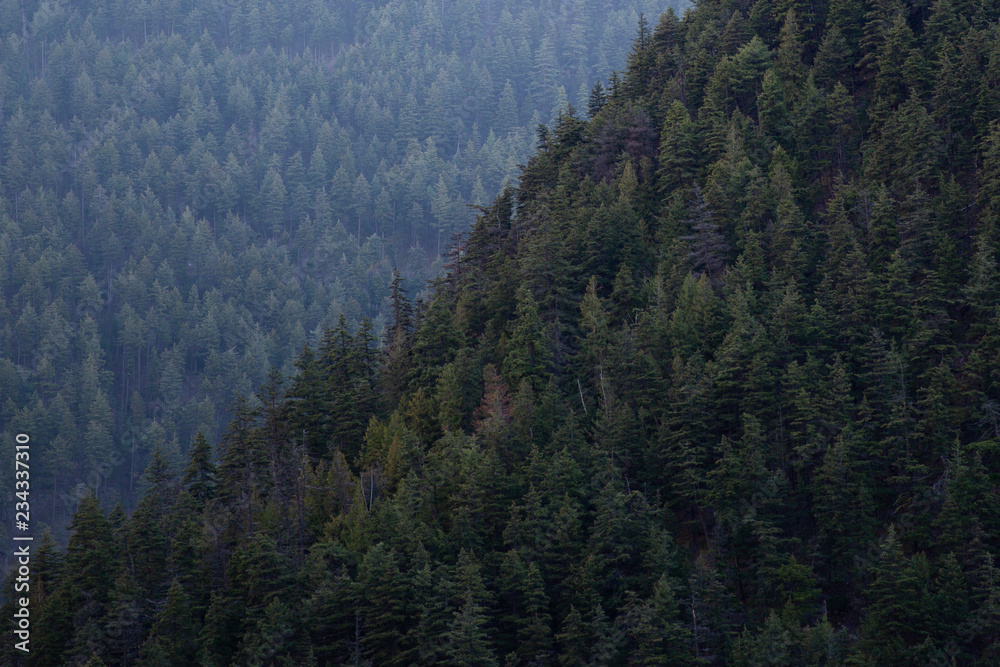 hazy evergreen forest trees on mountain side