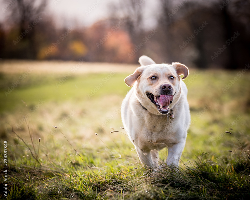 The Labrador