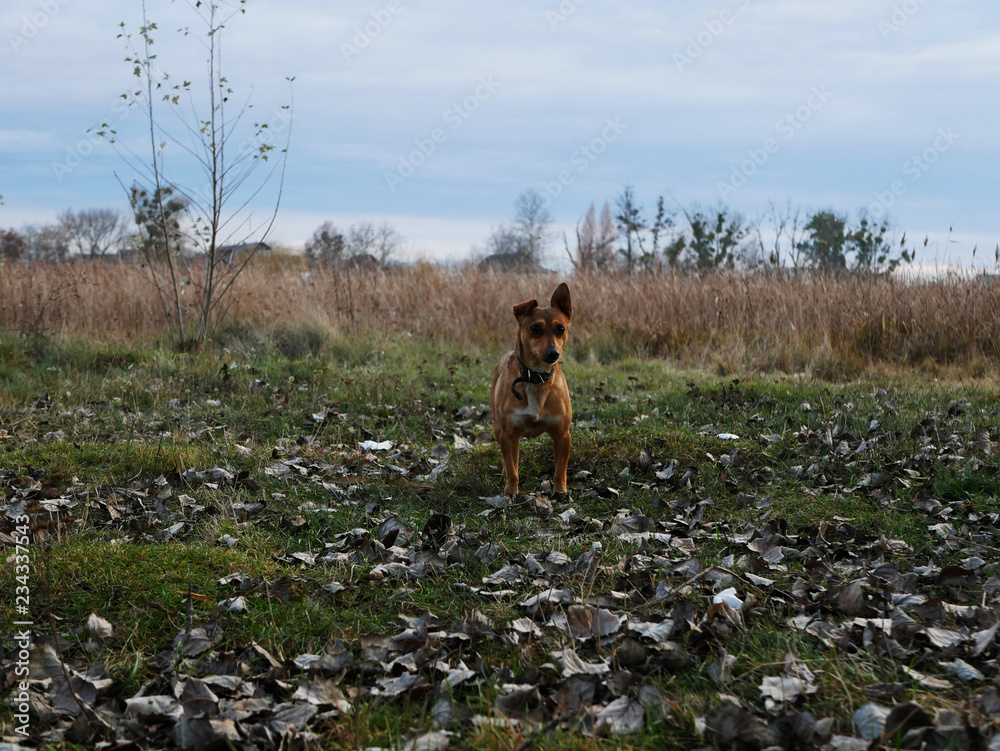 Polonne / Ukraine - 18 November 2018: Happy dog having playing in the field, running and jumping on the grass of autumn Polonne / Ukraine - 18 November 2018: Happy dog having playing in the field, running and jumping on the grass of autumn