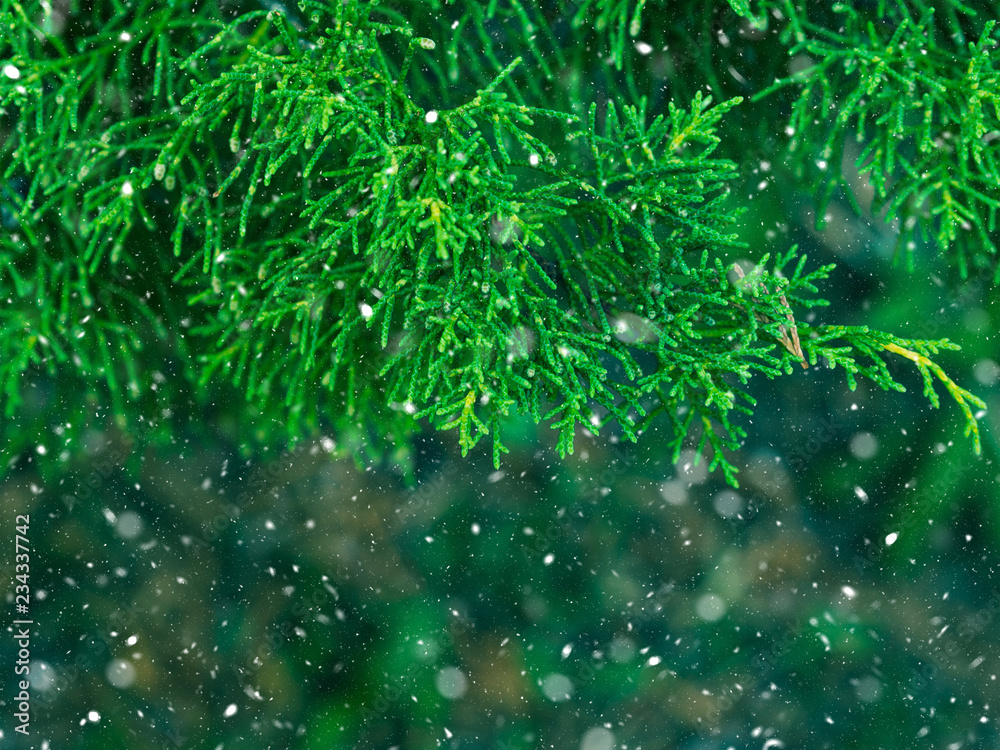 Green fir tree winter christmas background. Branches texture. Forest nature. Snow fall flakes