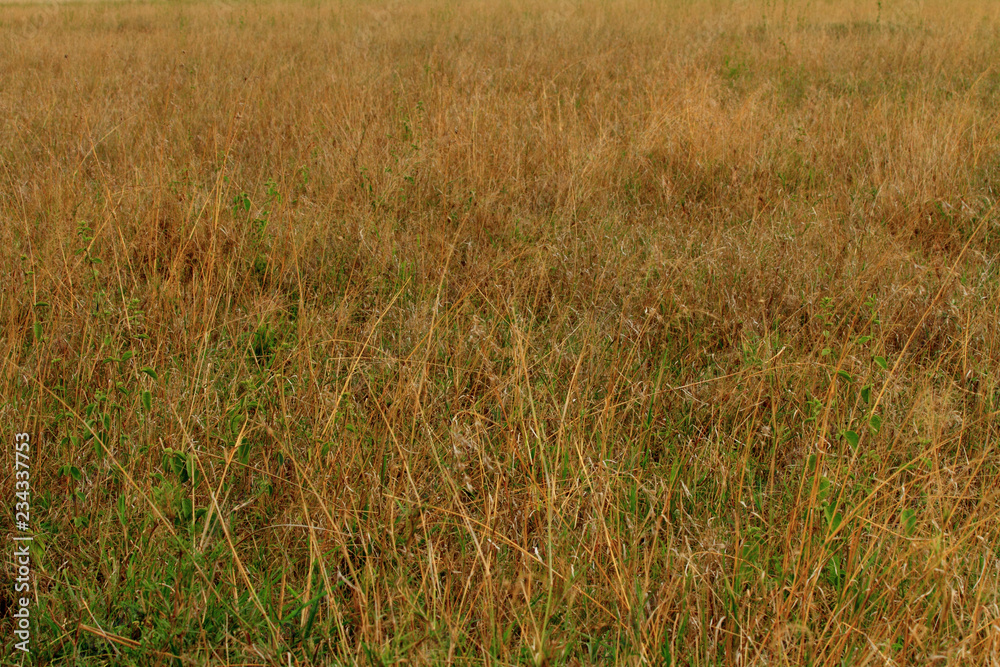 Serengeti Grass Serengeti Grass