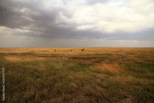 Photography Serengeti Savannah and Jackson's Hartebeest